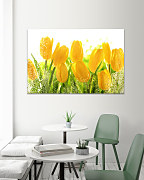 Obraz Žlté tulipány 1543